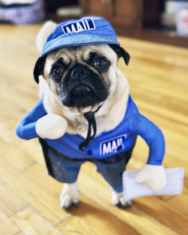 /images/uploads/pug nation rescue of los angeles/pugnation2024/entries/30769thumb.jpg